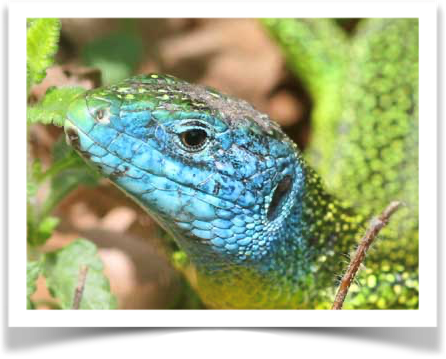 Lézard vert – cliquez pour continuer